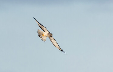 Northern harrier bird