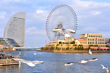 横浜みなとみらい運河公園のかもめ