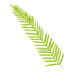 Watercolor green leaves illustration on white background.