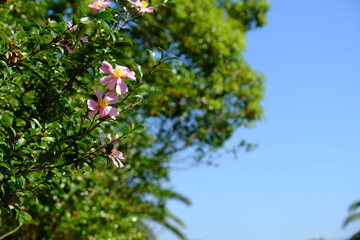 さざんかと青空
