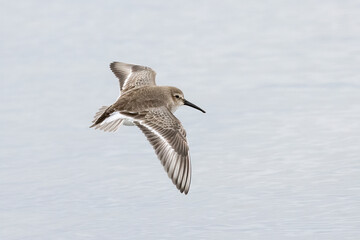 flying dunlin bird