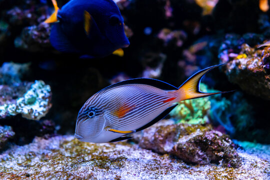 Sohal surgeonfish (Acanthurus sohal). Wonderful and beautiful underwater world with corals and tropical fish. Photo of a tropical Fish on a coral reef. selective focus and selective white balance