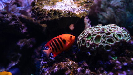 Flame Angelfish, Centropyge loricula, is a dwarf or pygmy marine angelfish from the tropical waters...