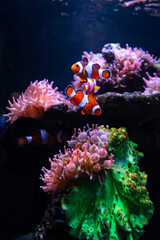 Tropical sea corals and clown fish (Amphiprion percula) Wonderful and beautiful underwater world...