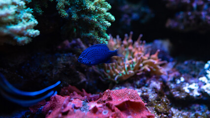 electric blue damselfish damsel fish. is marine fish live in the coral reef under the sea. Swimming In Aquarium. Copy space for text