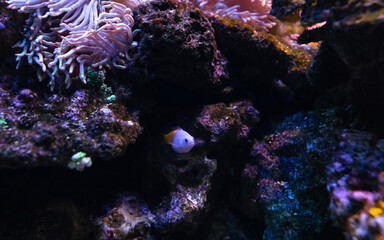 Fototapeta na wymiar Photo of a tropical Fish on a coral reef. Copy space for text