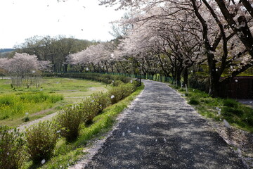 桜吹雪と誰もいない道
