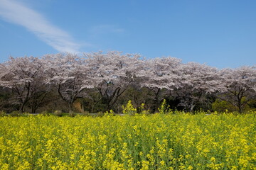 満開の桜と菜の花と青空