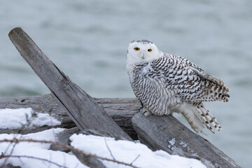  Snowy Owl bird