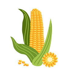 One yellow Corn with leaves and its slices. Healthy vegetables from the garden. Vector isolated illustration on a white background