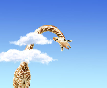 Fantastic scene with huge giraffe coming out of the cloud