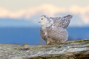 Snowy Owl bird