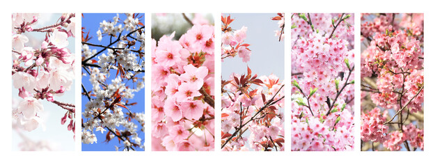 Set of vertical banner with sakura flowers of white and pink colors