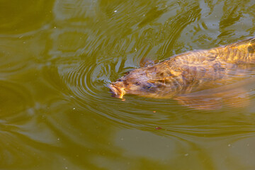Fish swimming in lake in a park