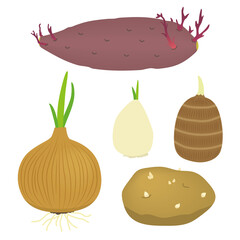 芽が出た野菜のイラスト