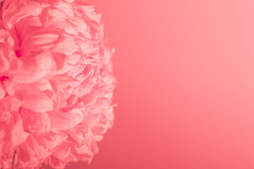 Banner with lush close-up chrysanthemum on pink background with copy space, empty text place. Flower shop advertising layout. Happy Valentine Day card. Minimalism. Beautiful gift certificate. Mockup.