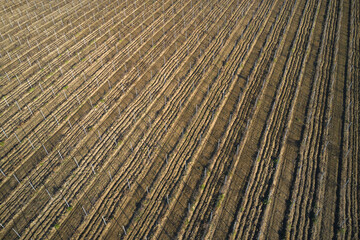 Rows of a young vineyard aerial view. Plowed land for planting grapes top view. Texture of brown rows of vineyard in Italy. Brown plantation vineyard aerial view.