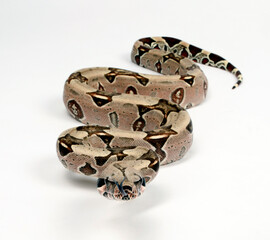 Red-tailed boa // Abgottschlange (Boa constrictor) - Brazil // Brasilien 