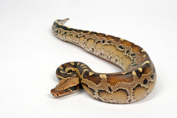 Fototapeta premium Blood python // Blutpython (Python brongersmai) 
