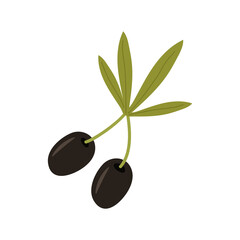 Obraz na płótnie Canvas A twig with ripe olives, black fruits of the oil tree and green leaves. The vector illustration is isolated. Clipart for design, decor