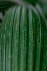 Natural green background. green leaf of a large plant close-up