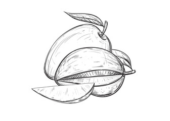 Hand drawn sketch black and white set of fruit mango, slice, leaf. Vector illustration. Elements in graphic style label, card, sticker, menu, package. Engraved style illustration.