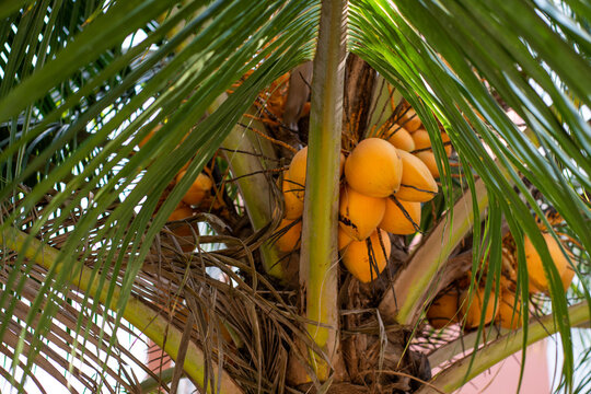 Yellow coconuts on a tall lush palm tree. Bright summer natural background. Exotic plants. Palm trees
