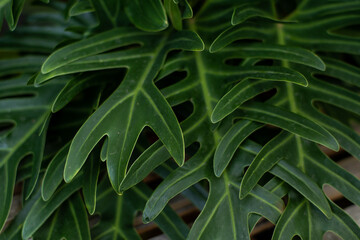 Naklejka na ściany i meble Natural green background. Large green leaves