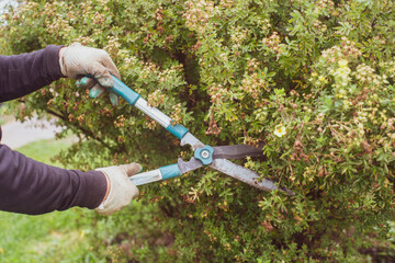 Farmer hands who make pruning of bushes with large garden shears. Gardening Tools. Agricultural...