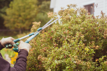 Farmer hands who make pruning of bushes with large garden shears. Gardening Tools. Agricultural...