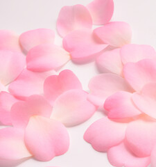 Obraz premium pink camellia flower petals on white background.