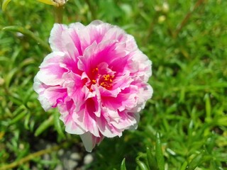 pink flower