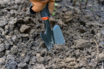 Gardener hand planting in backyard garden, Woman in gloves using hand shovel tool for seedling, Soil preparation for vegetable home garden.