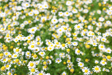 Chamomile flowers Field. Beautiful nature scene with blooming medical roman chamomiles. Nature spring blossom, Summer daisy background. Alternative medicine, phytotherapy ingredient, herbal garden.