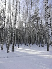 snow covered trees