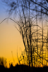 Obraz premium Grass in backlight