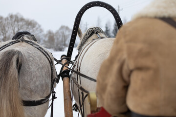 A traditional Russian troika in a snowy field. Rear view. A man drives a sleigh with horses