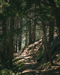 Woods