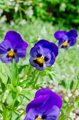 Blue-purple spring flowers in a field