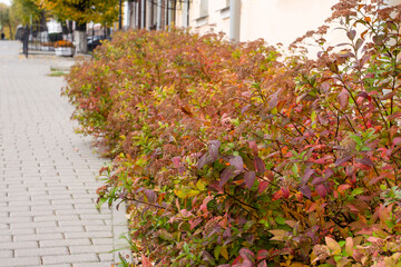 Spiraea turns red and gold in autumn and is a bright ornamental shrub for urban greening.