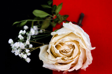 Withering and death of a white rose and gypsophila on a red-black background