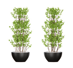 Isometric green plant in pot 3d rendering