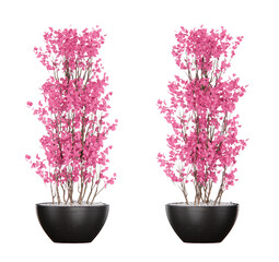 Isometric pink flower in pot 3d rendering