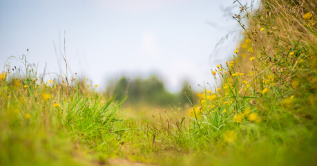 Natural strong blurry background of green grass blades close up. Fresh grass meadow in sunny morning. Copy space