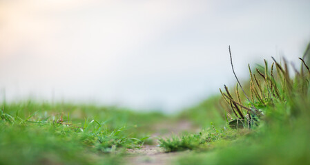 Green grass at the edge of a country road. Strong blurry background. Copy space
