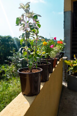 plants in the pot on back porch
