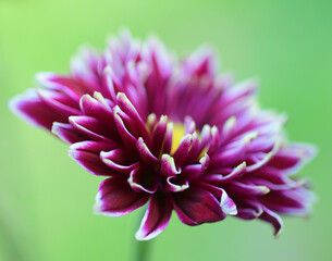 closeup of gerber daisy