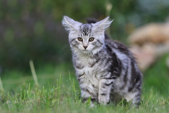 Portrait of a cute maine coon kitten. Kitten standing on the meadow.