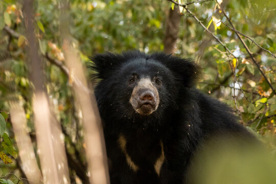 sloth bear or Melursus ursinus portrait in natural green background an aggressive animal from wild during outdoor wildlife safari at forest of central india