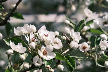 blooming branch of apple tree, spring time